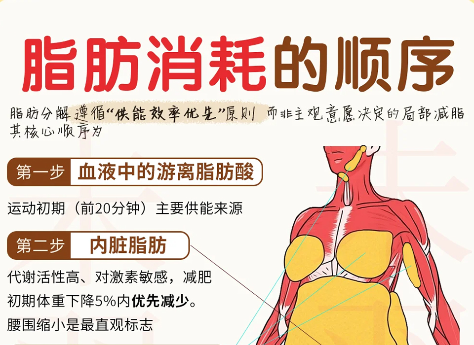 脂肪消耗顺序大揭秘！这个夏天实现躺着瘦